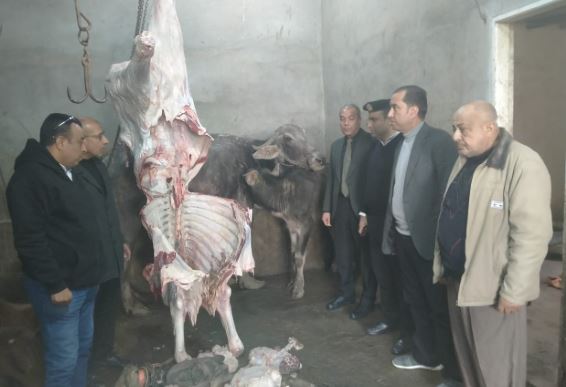 تفاصيل جديدة حول واقعة ذبح حيوانات مريضة بالمنوفية