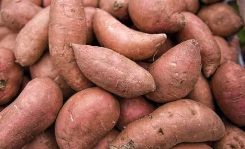 ​من أوروبا إلى الخليج.. البطاطا المصرية تعزز تواجدها في القوائم العالمية