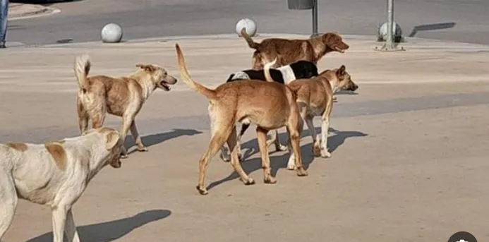 محافظة القاهرة تكشف عن طريقة الإبلاغ عن أماكن تجمعات الكلاب الضالة