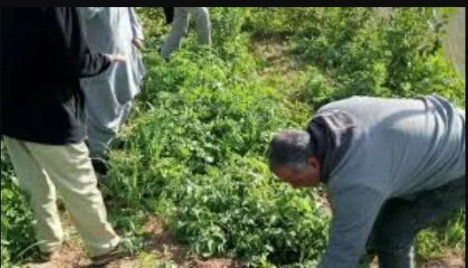 أهل البلد يرصد.. كشف حساب الزراعة المصرية في 2025