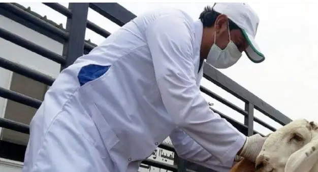 أكثر من 4500 فرصة عمل.. فتح التقديم لوظائف أطباء بيطريين بوزارة الزراعة