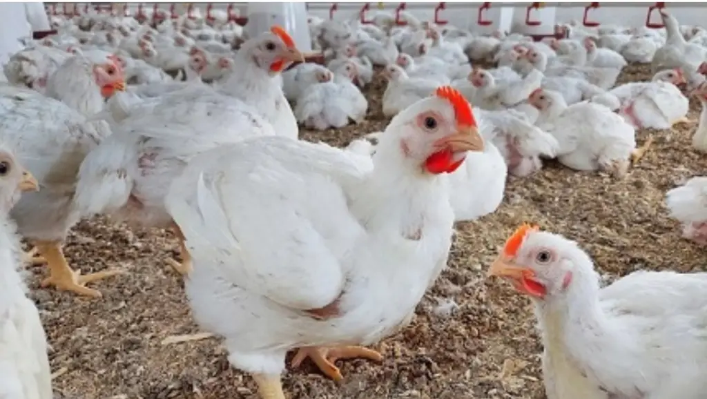 الزيني: إنتاج الدواجن والبيض يسجل فائضاً بنسبة 25% ولن نكرر أزمة رمضان الماضي