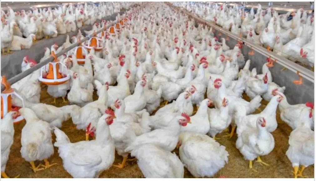 رئيس اتحاد الدواجن: محدش يخزن فراخ.. انخفاض في الأسعار وتوقعات مفاجئة لـ شهر رمضان