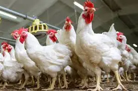 الزراعة وحماية المنافسة تبحثان ضبط سوق الدواجن قبل رمضان