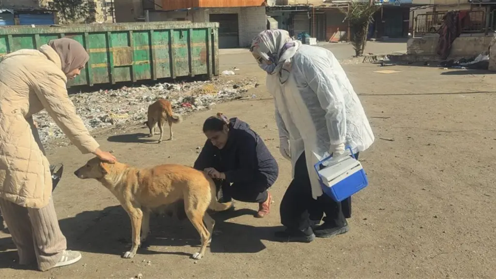 تحصين 50 كلبا حرا بالمنيا ضمن خطة الدولة للقضاء على السعار