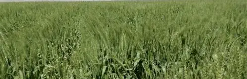 خير بلدنا.. زراعة 91 ألفا و388 فدان قمح ببني سويف هذا العام 