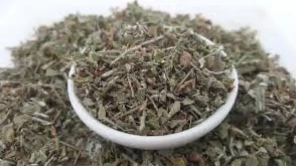 المرمرية.. العشبة العطرية متعددة الفوائد للصحة والجسم