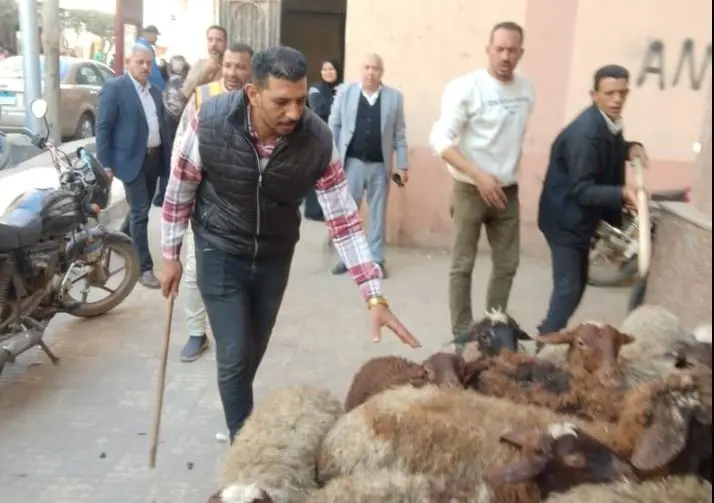 طوخ تقود حملة ضد رعي الأغنام على القمامة للحفاظ على نظافة المدينة