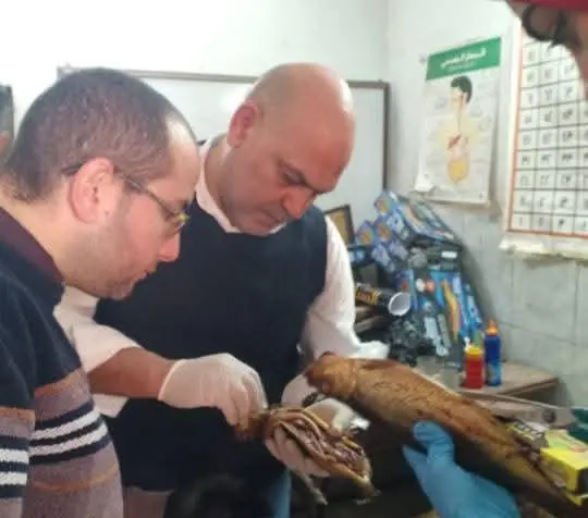 فى شم النسيم.. ضبط طن ونصف أسماك مملحة فاسدة ببنها  