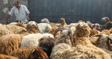 هل يجوز الاقتراض لشراء الأضحية؟.. دار الإفتاء المصرية تحسم الجدل بـ 4 شروط