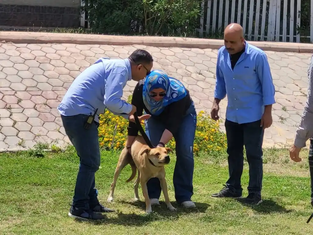 برئاسة تامر جبر.. ​جهاز العبور يبدأ رسميًا تعقيم الكلاب الضالة لحماية المواطنين والبيئة