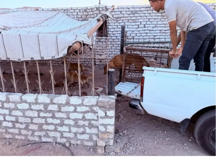 تحرك عاجل في قنا الجديدة: حملة مكثفة لضبط الكلاب الضالة بعد واقعة عقر طفل في العيد